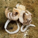 神田錦町 鮨たか晴 - 新烏賊ゲソ