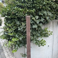 TACUBO - 