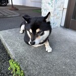 天然こうぼぱん とことこ - 3代目の愛犬(スンマソン、名前忘れマスタ〜)