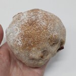 ダーシェンカ - 踏プチダーシェンカ