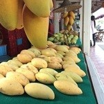 	ข้าวเหนียวครูอ้อ - 店頭に並ぶマンゴ