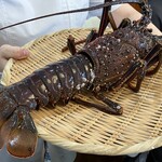館山美食倶楽部 - (18)活け房州海老（伊勢海老）1kgサイズと春雨の台州煮込み