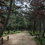 喫茶 くら - 松の並木道