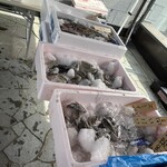 東京豊洲万葉倶楽部 - 千客万来で魚つかみどりやってました