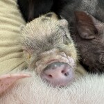 マイピッグカフェ - 料理写真:滞在中のマイクロブタさんたちの様子⑦