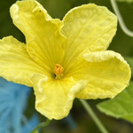 インデアンレストラン  ニューミラ - 