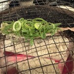 七輪焼肉ばかとあほ - ねぎPタンは片面をしっかりと炙ります！