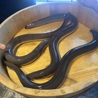 炭焼鰻 寝床 福島店 - 