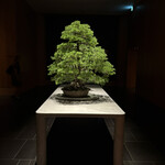 ブルガリ バー - 