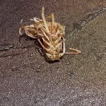 天ぷらあら木 - 