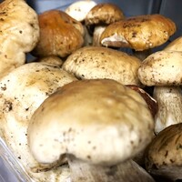 季節のおすすめメニュー例
