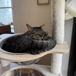 books to curry 猫のしっぽ - 