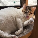 books to curry 猫のしっぽ - 