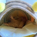 books to curry 猫のしっぽ - 