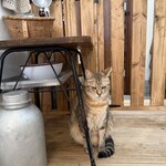 books to curry 猫のしっぽ - 