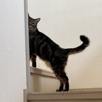 books to curry 猫のしっぽ - 