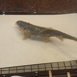 京都祇園 天ぷら八坂圓堂 - 