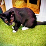 ねこのひたい - 看板猫のテンテン(妹)