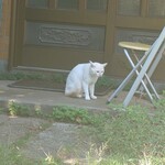 Cafe LAube - にゃ～ん