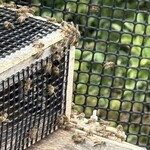 里味庵 - 庭に蜜蜂を養蜂