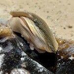 鮓 村瀬 - こはだ