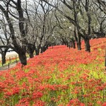 中華そば イデタ - 帰りに近くの権現堂堤で曼珠沙華まつりに行って来ました！