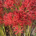 中華そば イデタ - 曼珠沙華まつりは10月5日迄綺麗でした！