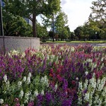 スターバックスコーヒー 皇居外苑 和田倉噴水公園店 - 