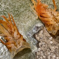 天ぷら とばり - 