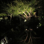 成生 - 太田道灌築造嵯峨流名園、ライトアップの写し鏡