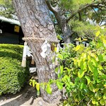 うどん本陣 山田家 - 御神木なのかな