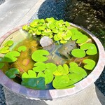 うどん本陣 山田家 - メダカいます♬