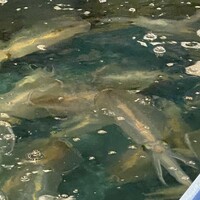 河太郎 中洲本店 - 