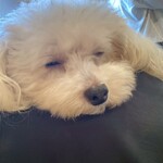 cafe Arrivederci - 膝の上でうたた寝するにんにん主任