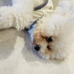 cafe Arrivederci - 服従するぺろち店長