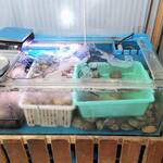 はまさき村 - 活いけす（3）