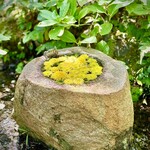 茶寮 京都仁王門 鎌倉別庭 - 