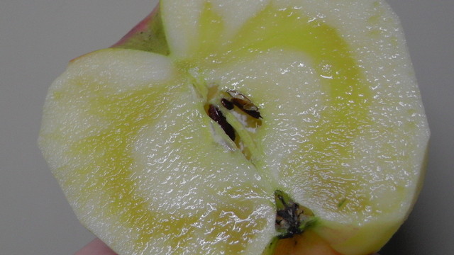 渡部りんご園 - 会津長野（その他）の写真