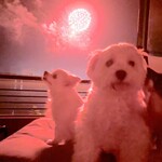 大江戸温泉物語 わんわんリゾート 矢田屋松濤園 - 