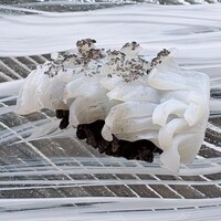 鮨 Matsui はなれ - 