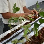 軽井沢ガーデンファームいちご園 - いちごの苗は1つ1つ丁寧に管理しています。