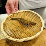 てんぷら 一心 - 活車海老