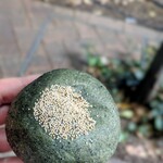 ブーランジェリー メチエ - 