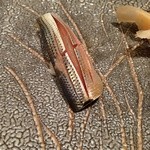 すし家 - H26.11 コハダ