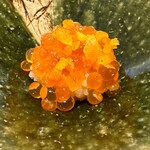 すし人　酒伊 - 