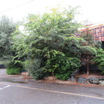 お肉屋さんが『君に、焼いて揚げる。』 - 