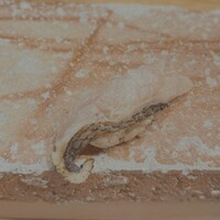 寿し あや瀬 - 