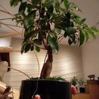 ENEKO Tokyo - 