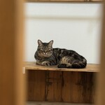 books to curry 猫のしっぽ - 