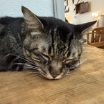 books to curry 猫のしっぽ - 